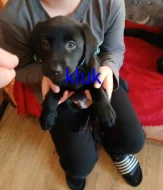 Štěňátka labradoru