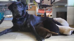 Štěňátka labradoru