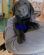 Štěňátka labradoru