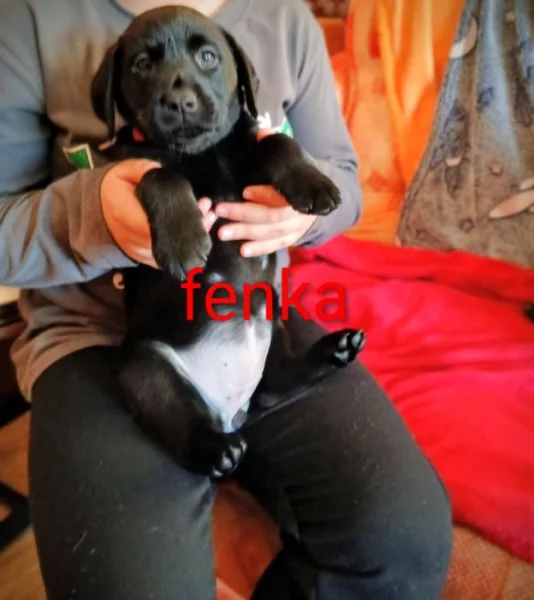 Štěňátka labradoru