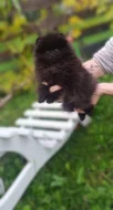 🐶 Pomeranian s PP FCI – dva černí pejsci