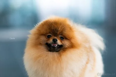 🐶 Pomeranian s PP FCI – dva černí pejsci