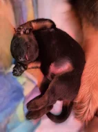 Nabídka hovawartích štěňátek s PP