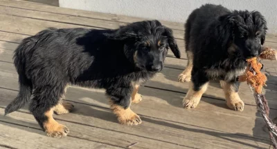 Nabídka hovawartích štěňátek s PP