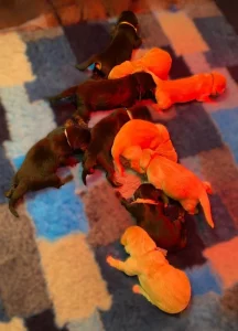 Nabídka hovawartích štěňátek s PP