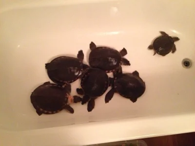 Karetka novoguinejská (Carettochelys insculpta) for sale