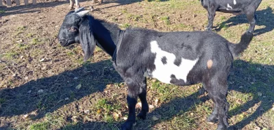 Prodej kozlíků anglo-nubijských koz