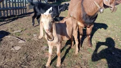 Prodej kozlíků anglo-nubijských koz