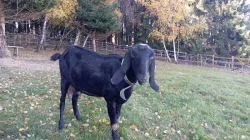 Prodej kozlíků anglo-nubijských koz