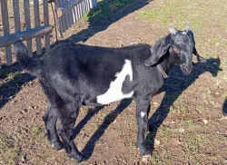 Prodej kozlíků anglo-nubijských koz