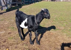 Prodej kozlíků anglo-nubijských koz