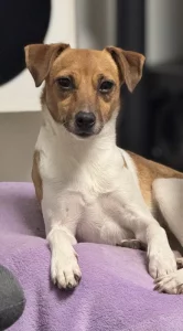 Dánsko-Švedsky farmařsky pes