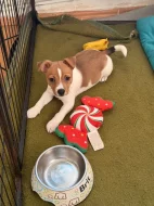 Dánsko-Švedsky farmařsky pes