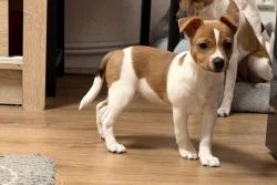 Dánsko-Švedsky farmařsky pes