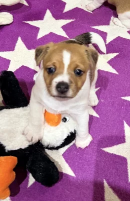 Dánsko-Švedsky farmařsky pes