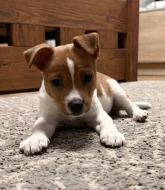 Dánsko-Švedsky farmařsky pes