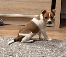 Dánsko-Švedsky farmařsky pes