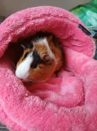 Daruji morčátko do dobrých rukou