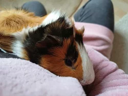 Daruji morčátko do dobrých rukou