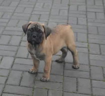 Bullmastiff, Bullmastif, Bulmastif