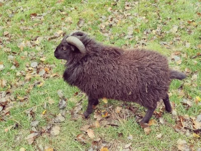 Prodám Quessanskeho beranka