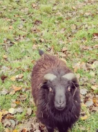 Prodám Quessanskeho beranka