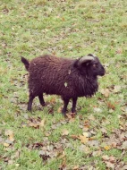 Prodám Quessanskeho beranka