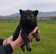 Zadám vlkošedá štěňata německých ovčáků
