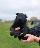 Zadám vlkošedá štěňata německých ovčáků
