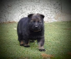 Zadám vlkošedá štěňata německých ovčáků