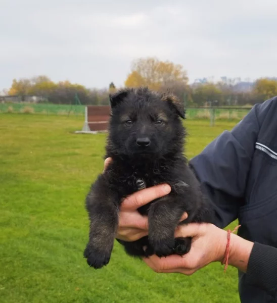 Zadám vlkošedá štěňata německých ovčáků