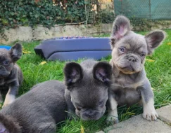 Francouzský buldoček