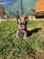 Francouzský buldoček