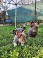 Francouzský buldoček