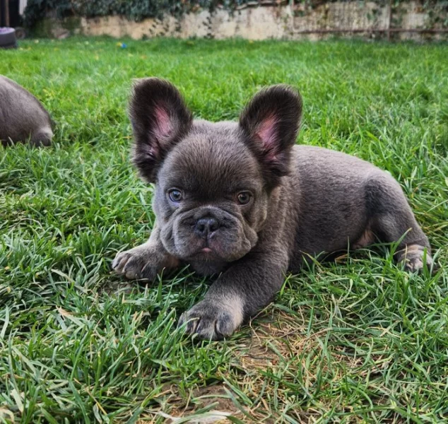 Francouzský buldoček