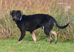 Vašek hledá nový domov