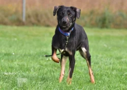 Vašek hledá nový domov