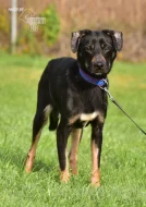 Vašek hledá nový domov