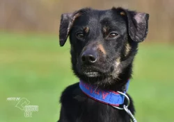 Vašek hledá nový domov