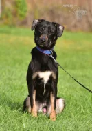 Vašek hledá nový domov