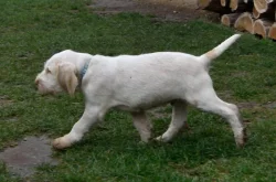 Italský spinone