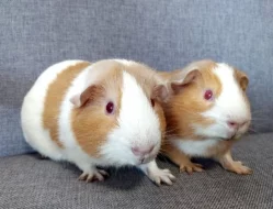 Čistokrevná morčata z chovatelské stanice do chovu i na mazlíky