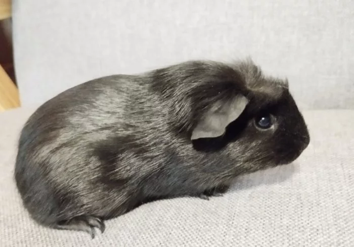 Čistokrevná morčata z chovatelské stanice do chovu i na mazlíky