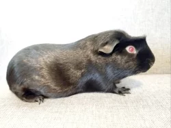 Čistokrevná morčata z chovatelské stanice do chovu i na mazlíky