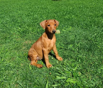 Německý pinč - štěňata s PP