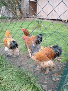 Kohouti Brahmanka Žlutá