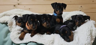 Trpasličí pinč - štěňata s PP