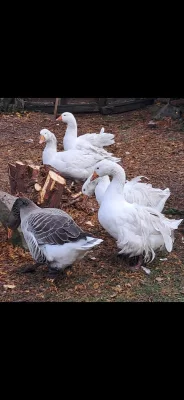 Husa kadeřavá, landeská