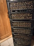 Vlašské a lískové ořechy neloupané