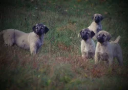 Kangal šteniatka